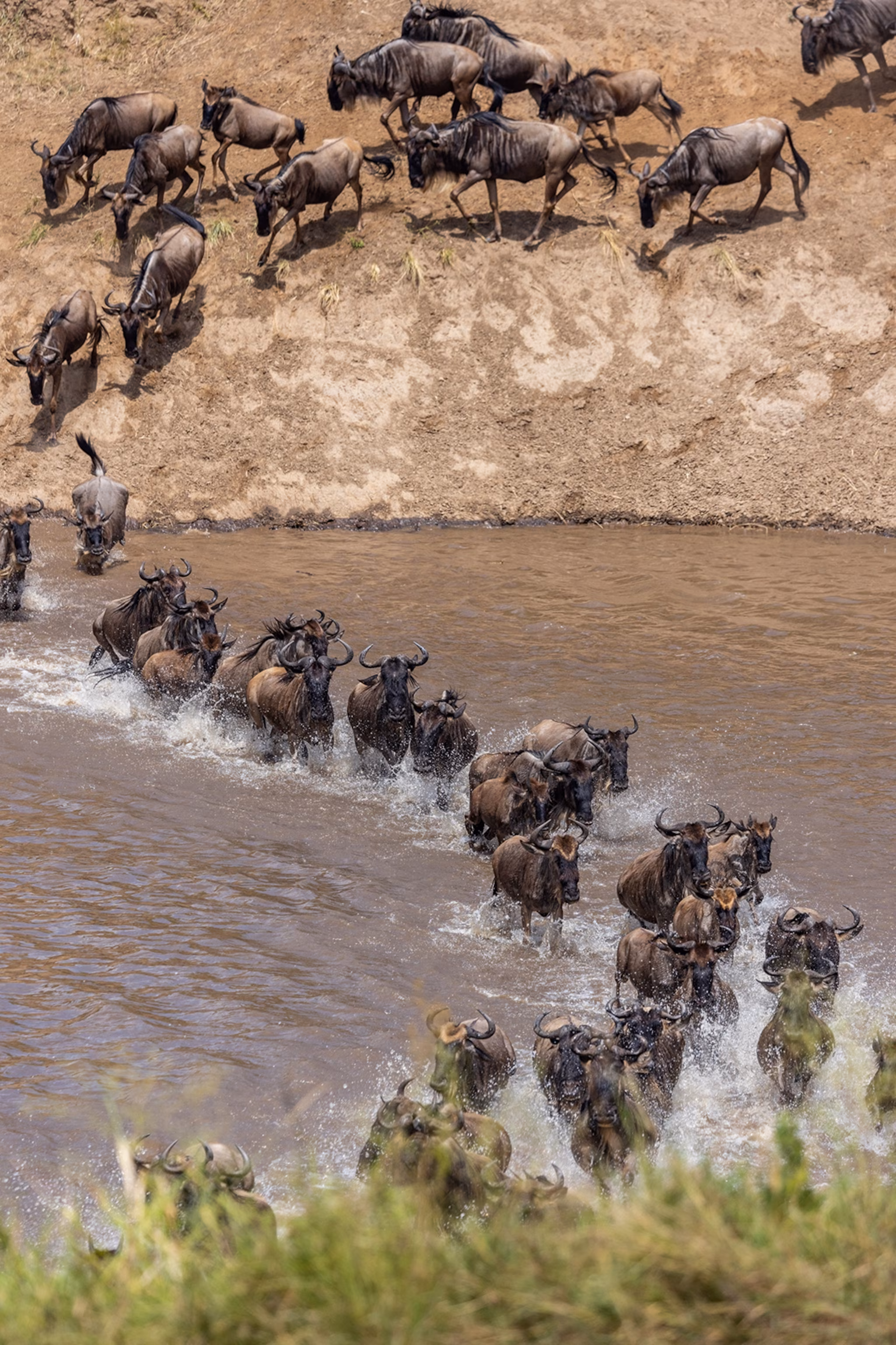 Tanzania — Serengeti savannah